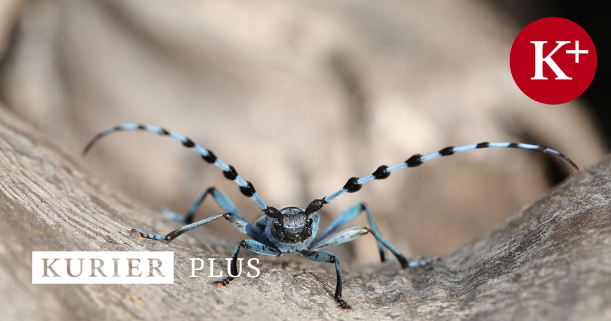 Alpenbockk-fer-ist-in-den-Donauauen-auf-dem-Vormarsch
