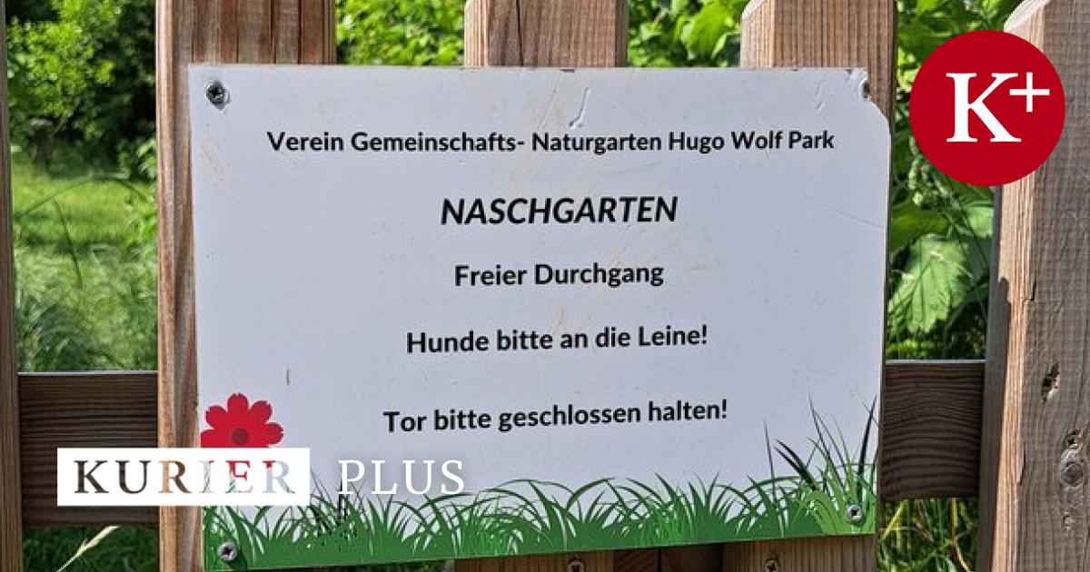 Obst-pfl-cken-in-den-ffentlichen-Parks-von-Wien