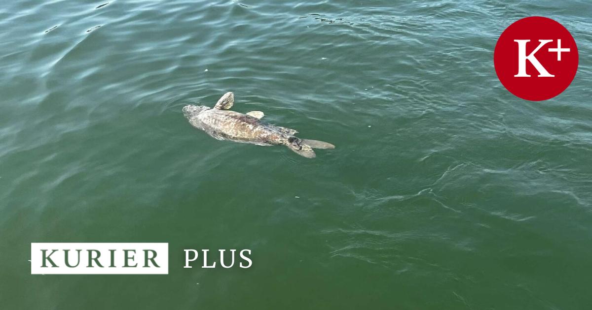 Warum-in-der-Alten-Donau-in-Wien-gerade-so-viele-Fische-sterben