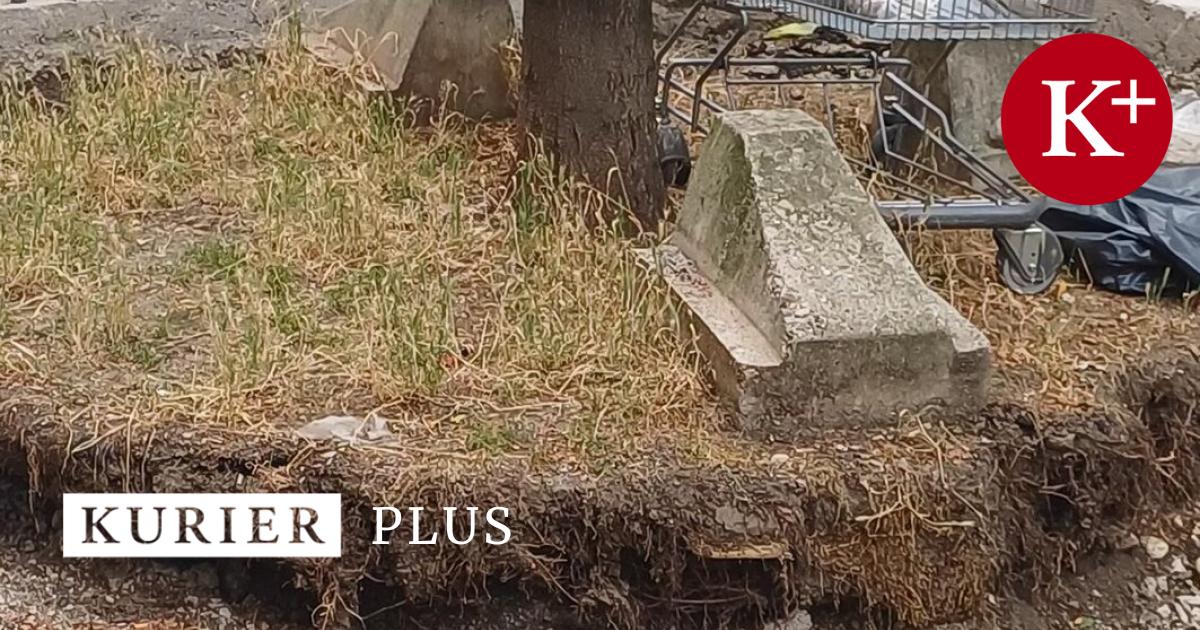 -Klimafitter-Umbau-gef-hrdet-alte-B-ume-beim-Meiselmarkt