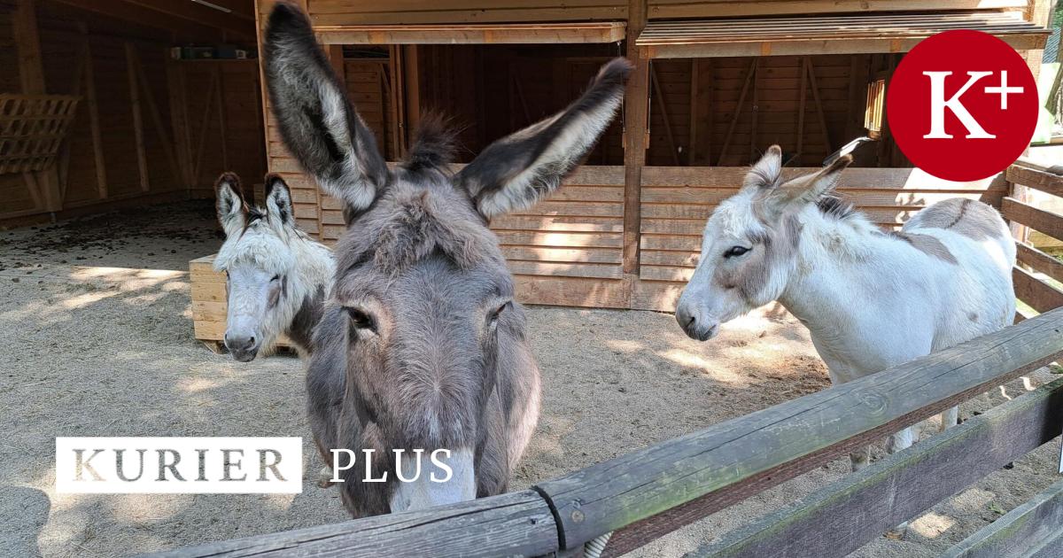 Warum-der-Assisi-Hof-mehr-als-ein-Tierheim-ist