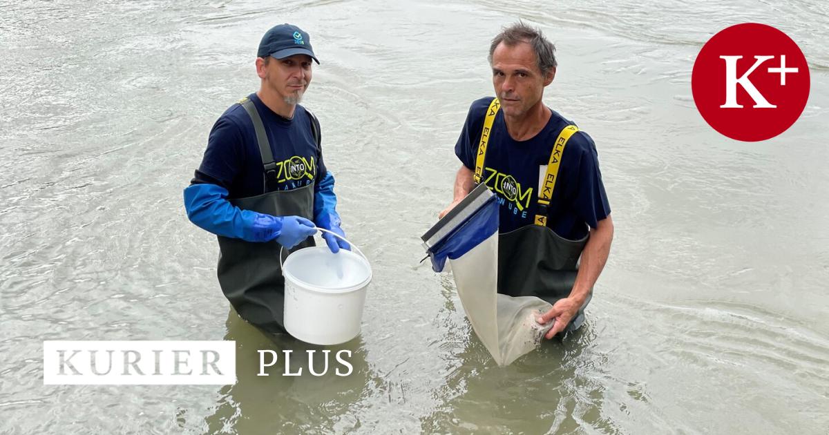 Soko-Donau-Muschel-Warum-Biologen-ins-Donauwasser-gehen