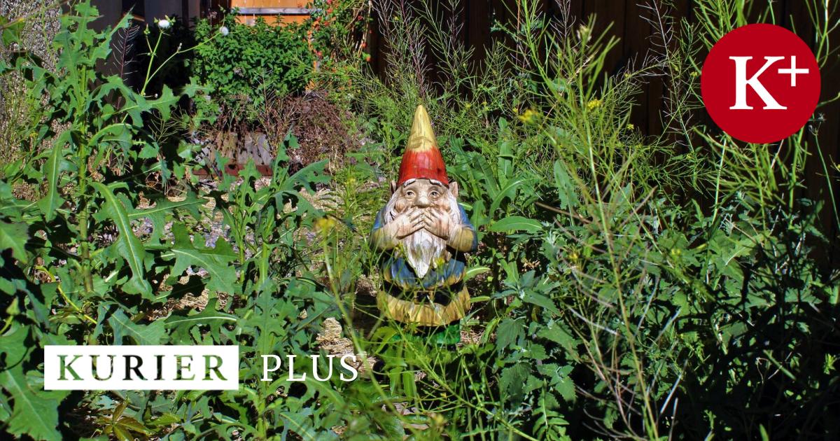 Verwilderter-Garten-Muss-die-Mieterin-den-Urzustand-herstellen-