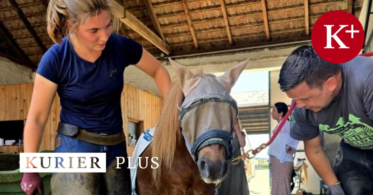 Mit-Hammer-Herz-und-Hufeisen-Ausbildung-zur-Hufschmiedin