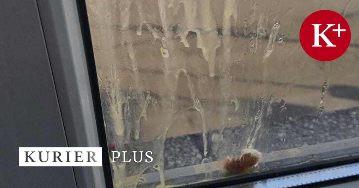 Attacke-auf-FP-Bezirksb-ro-Unbekannte-warfen-in-Amstetten-mit-Eiern