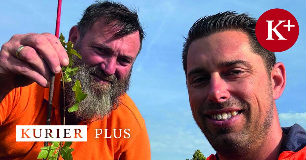 Wilde-Jungb-ume-bilden-in-Laxenburg-jetzt-eine-Allee-mit-Potenzial-