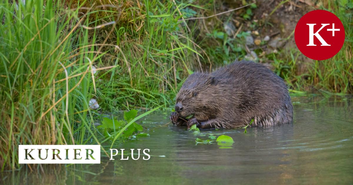 Problembiber-Immer-weniger-Tiere-werden-beh-rdlich-get-tet