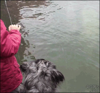 Gifs mit überraschendem Ende