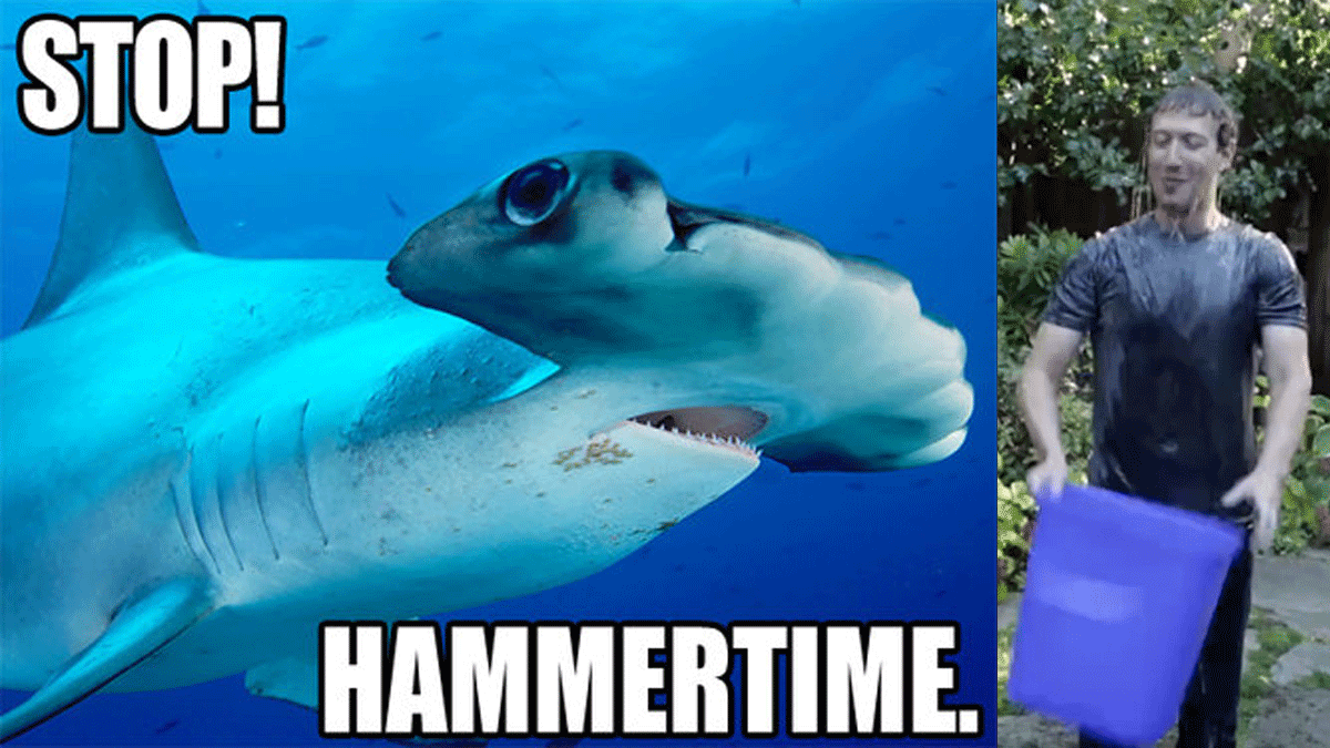 Diese Woche hielt gleich zwei virale Phänomene für den geneigten Internet-Nutzer bereit, die wir ihnen in unseren "MdW" nicht vorenthalten wollen: Der Discovery Channel startete seine - in Amerika vielseits begleitete und viral beworbene - Shark Week und Mark Zuckerberg forderte Bill Gates in der "Ice Bucket Challenge".