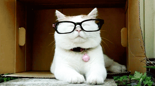 Katzen tragen Hornbrille