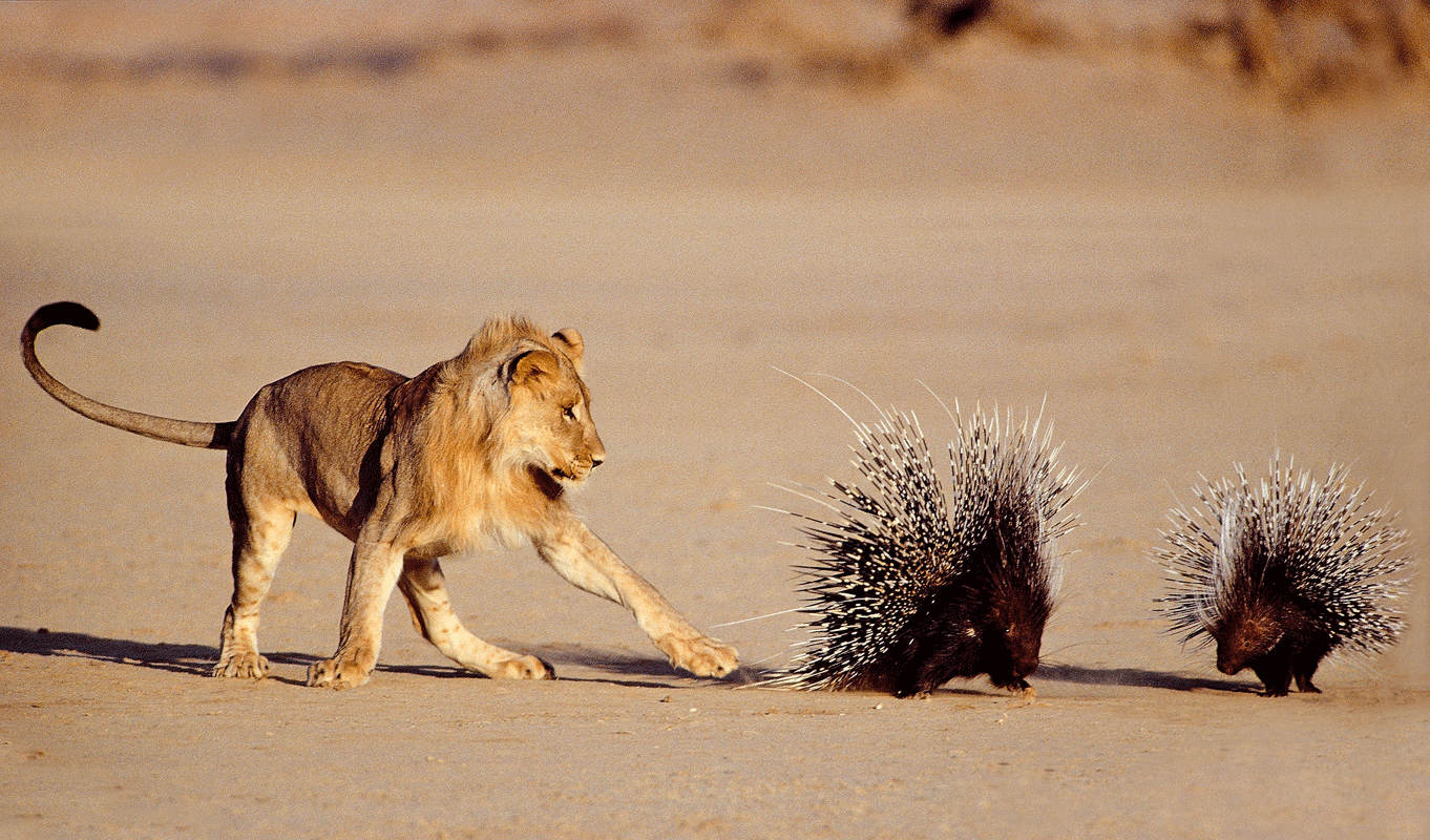 Der junge Löwe und sein Bruder hatten bereits stundenlang vergeblich versucht, eines der beiden Stachelschweine umzuwerfen. Aufgenommen im südafrikanischen Teil des Kgalagadi Transfrontier Park.