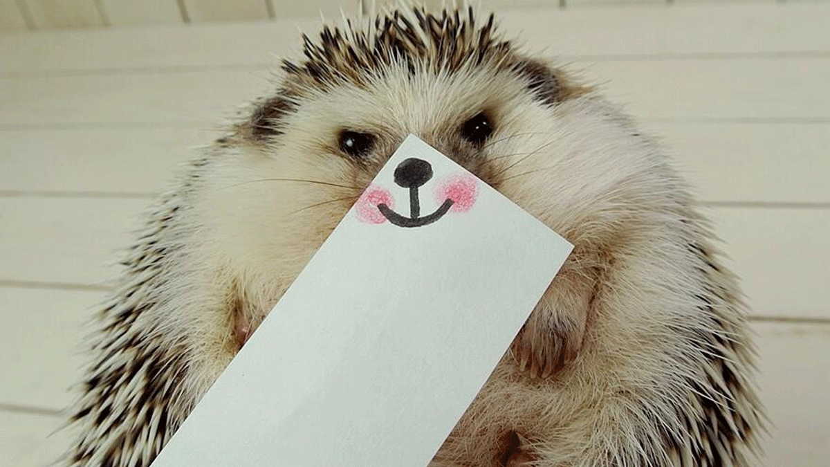 Frecher Igel, süßer Twitteraccount