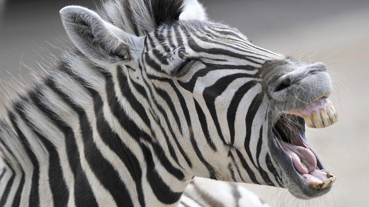 Besucher schockiert: Zoo verfütterte Zebra an Löwen