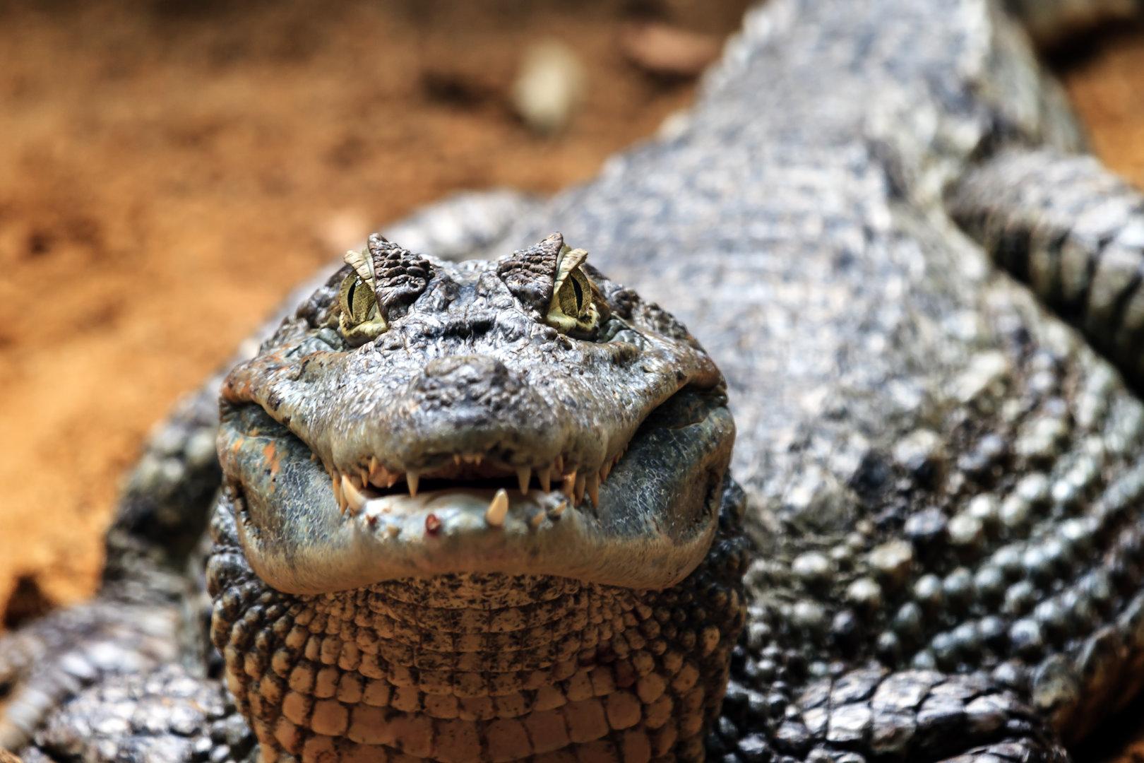 Bürgermeister heiratet Krokodil in Mexiko