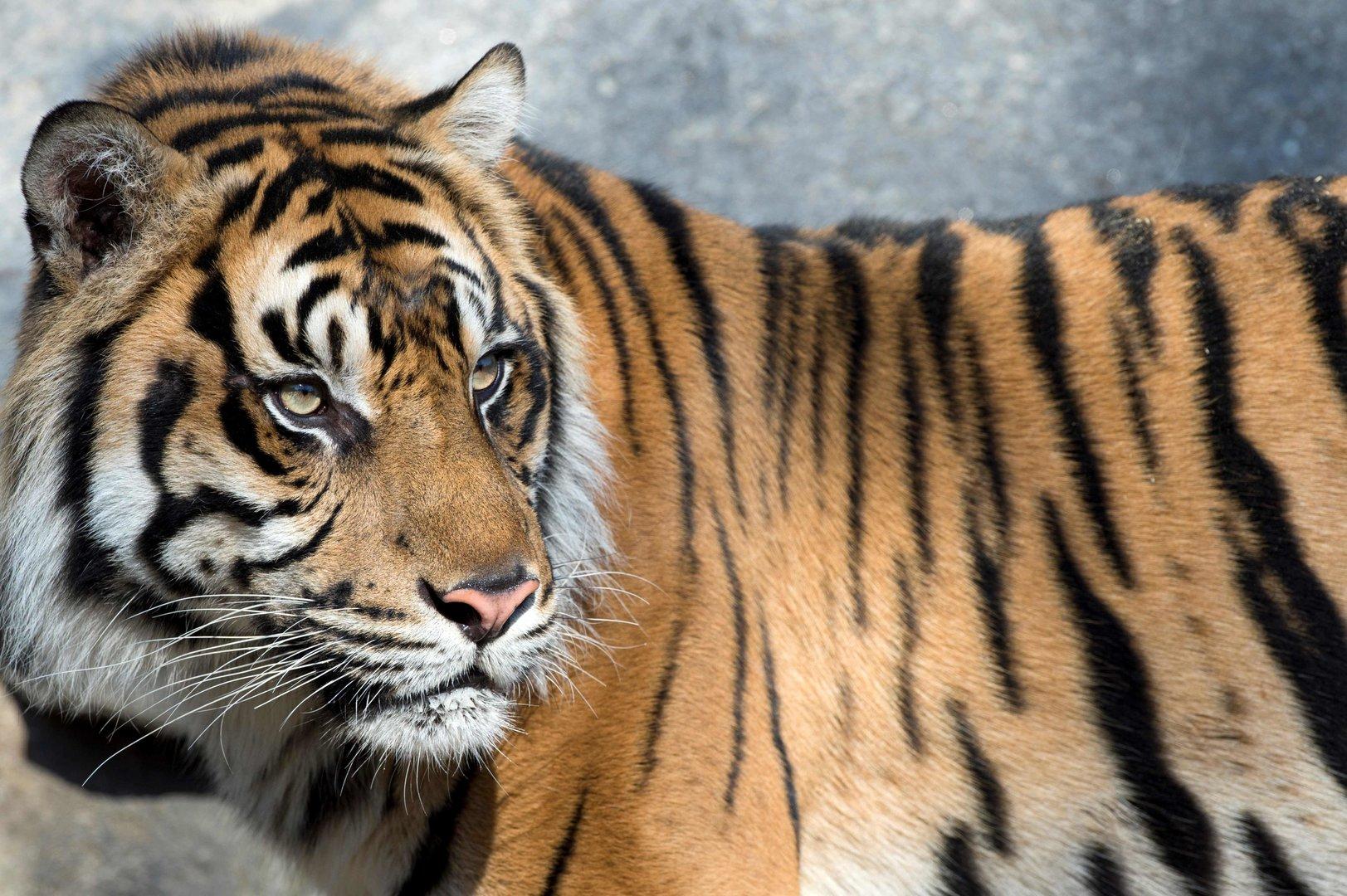 Tiger, Löwen, Jaguar und Bär aus deutschem Zoo ausgebrochen