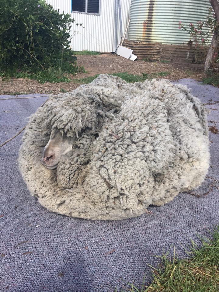 30 Kilogramm Wolle: Entlaufenes Schaf von Fell befreit
