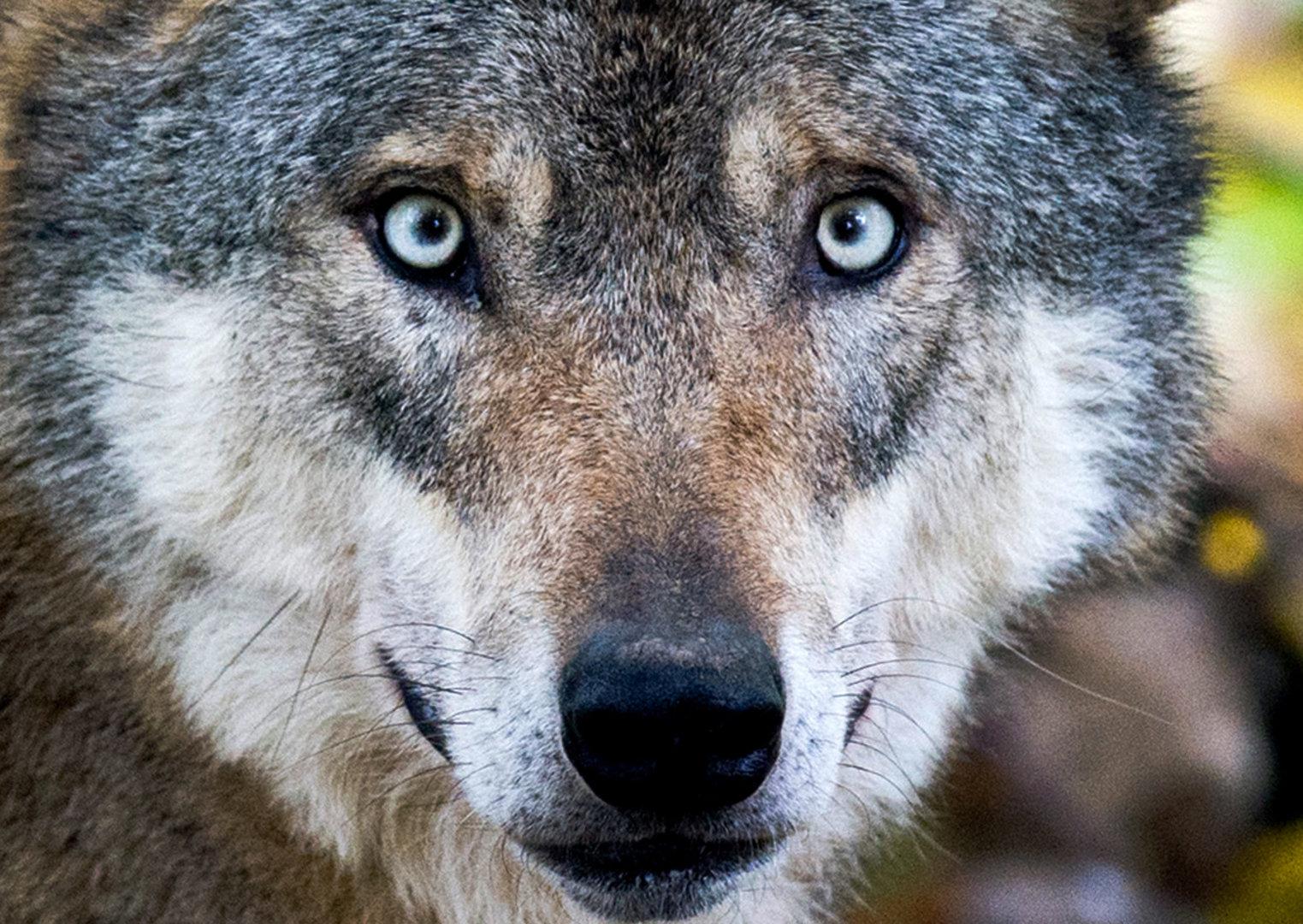 Österreichs neuer Wolfsbeauftragter - und seine Herausforderungen