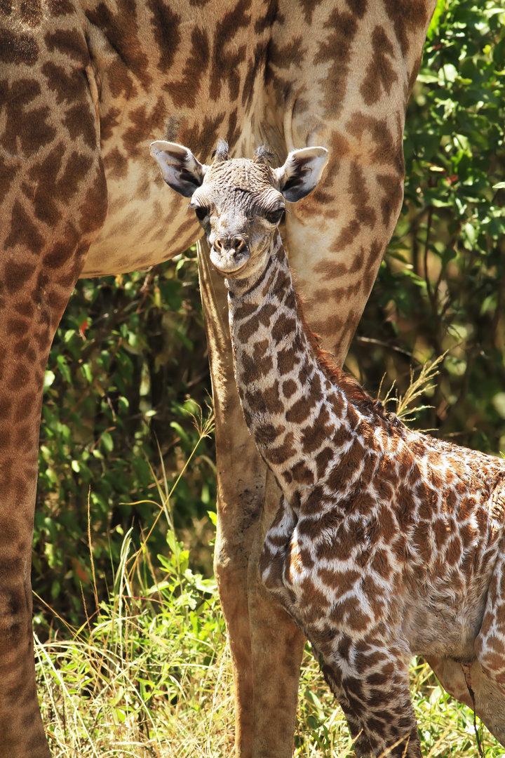 Giraffenbabys mit großen Flecken haben größere Überlebenschancen