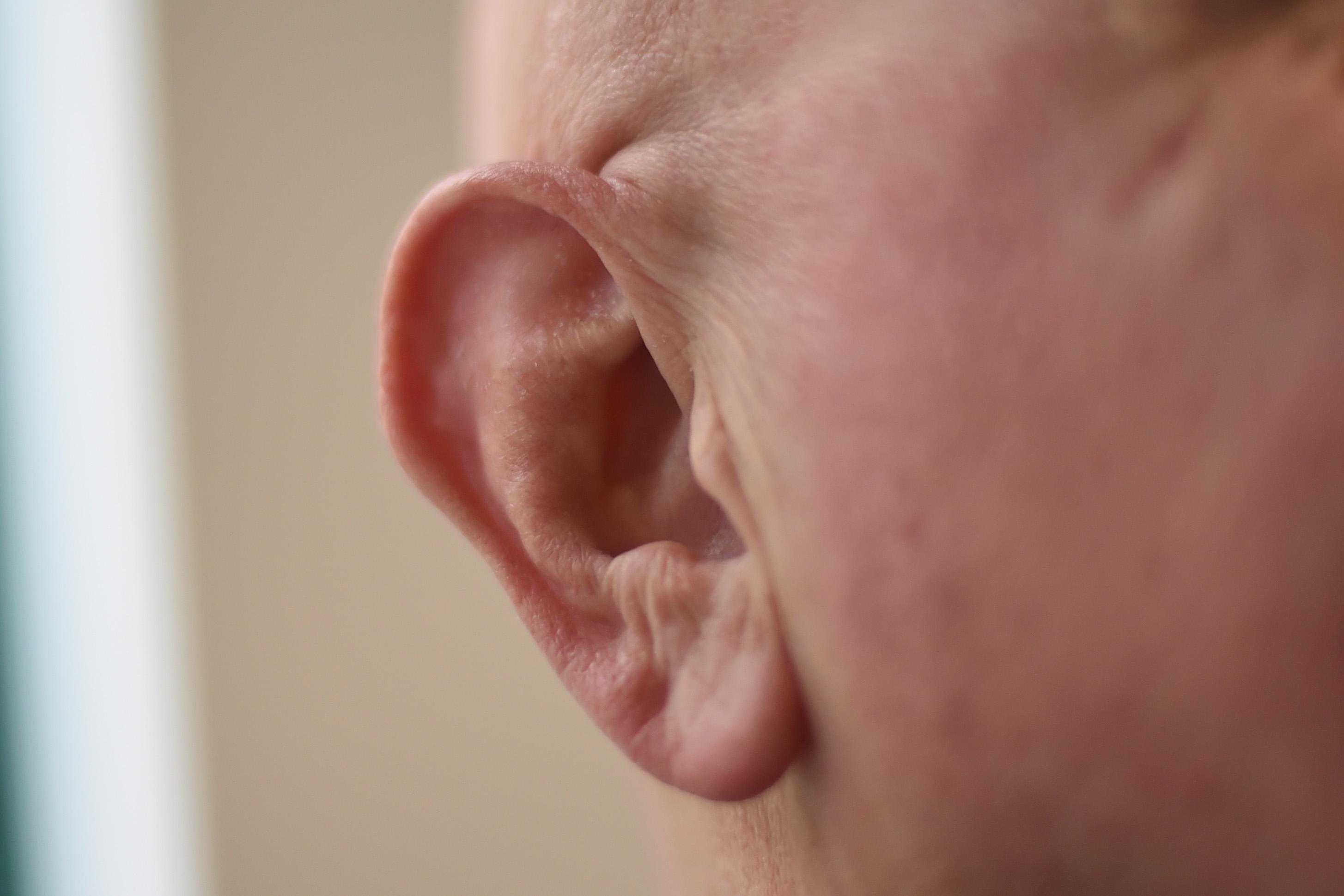 Mann litt an Ohrenschmerzen: Arzt entfernte Zecke aus Gehörgang