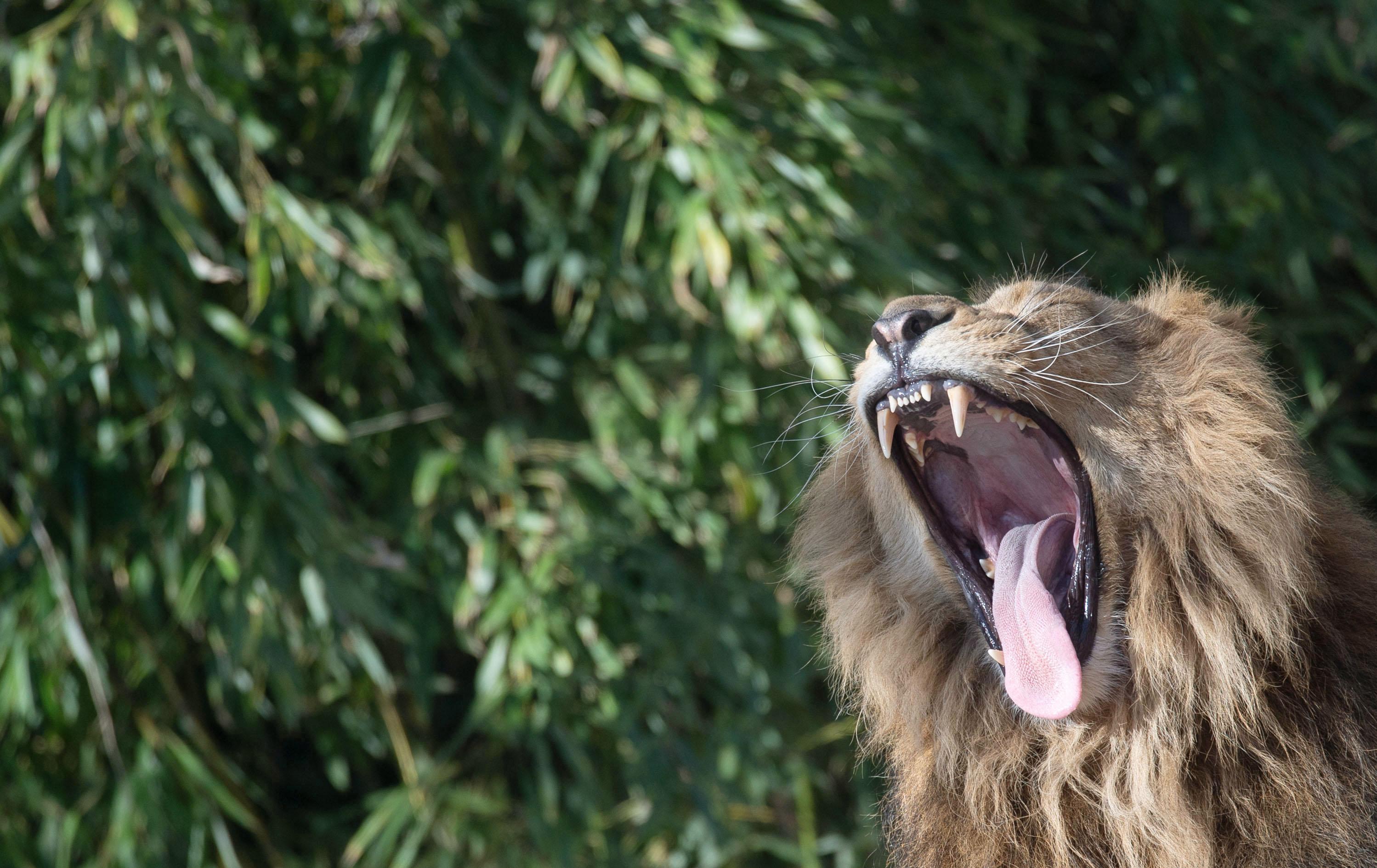 Kaninchen und Meerschweinchen: Haustierspenden für Zoo als Futter