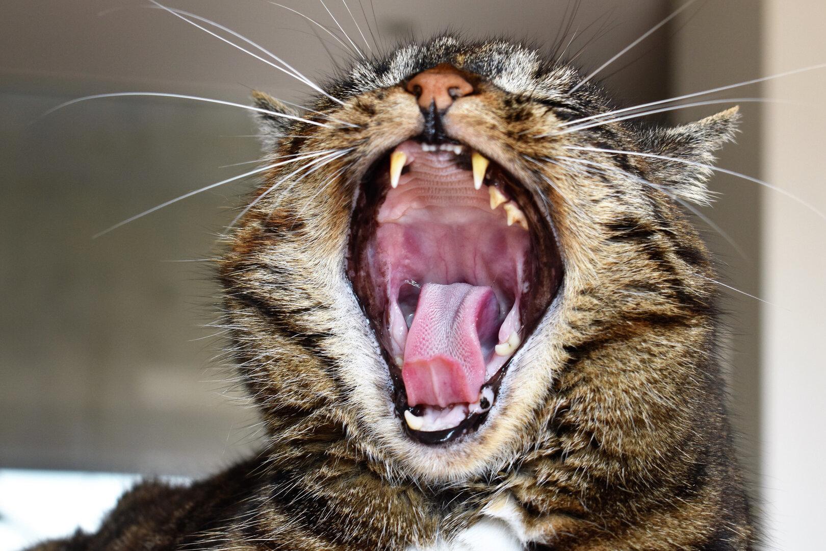 Fauchende Katze versperrt Zugang zur Wohnung - Frau (19) ruft Polizei