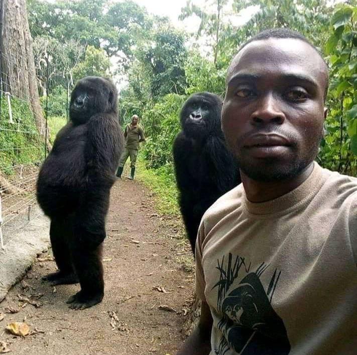 Viraler Gorilla-Selfie: Hier posieren Primaten mit Rangern