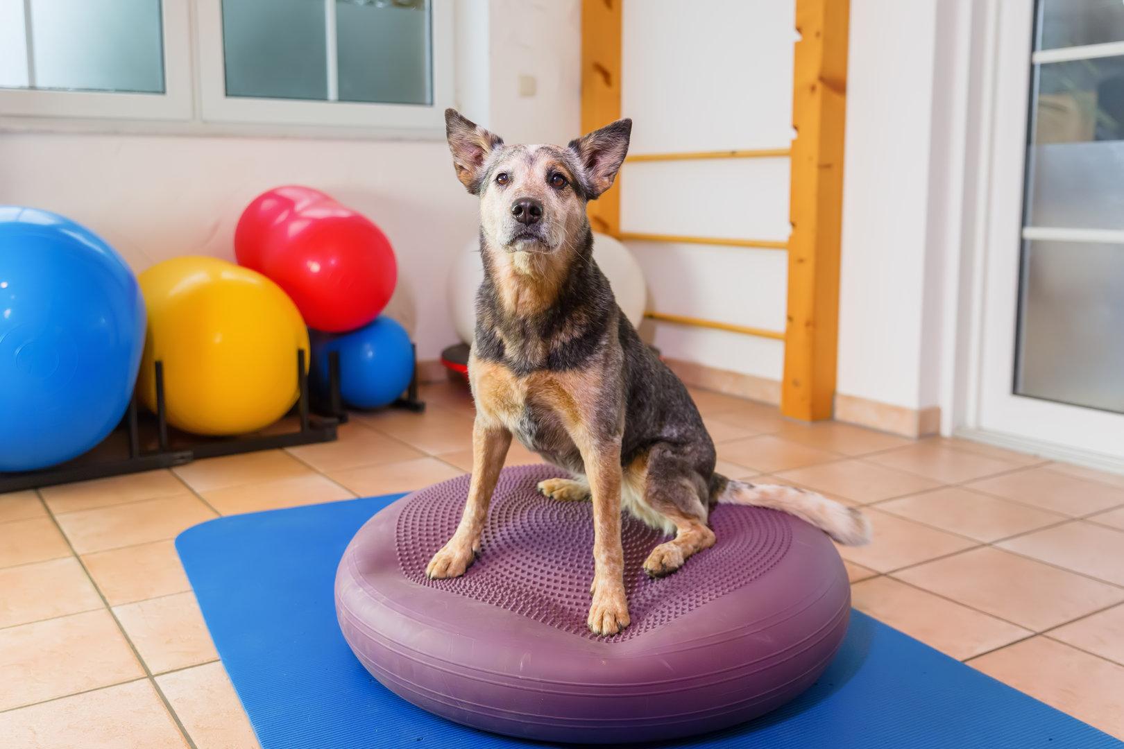 Tiercoach: Was Hunde auf dem Gymnastikball tun
