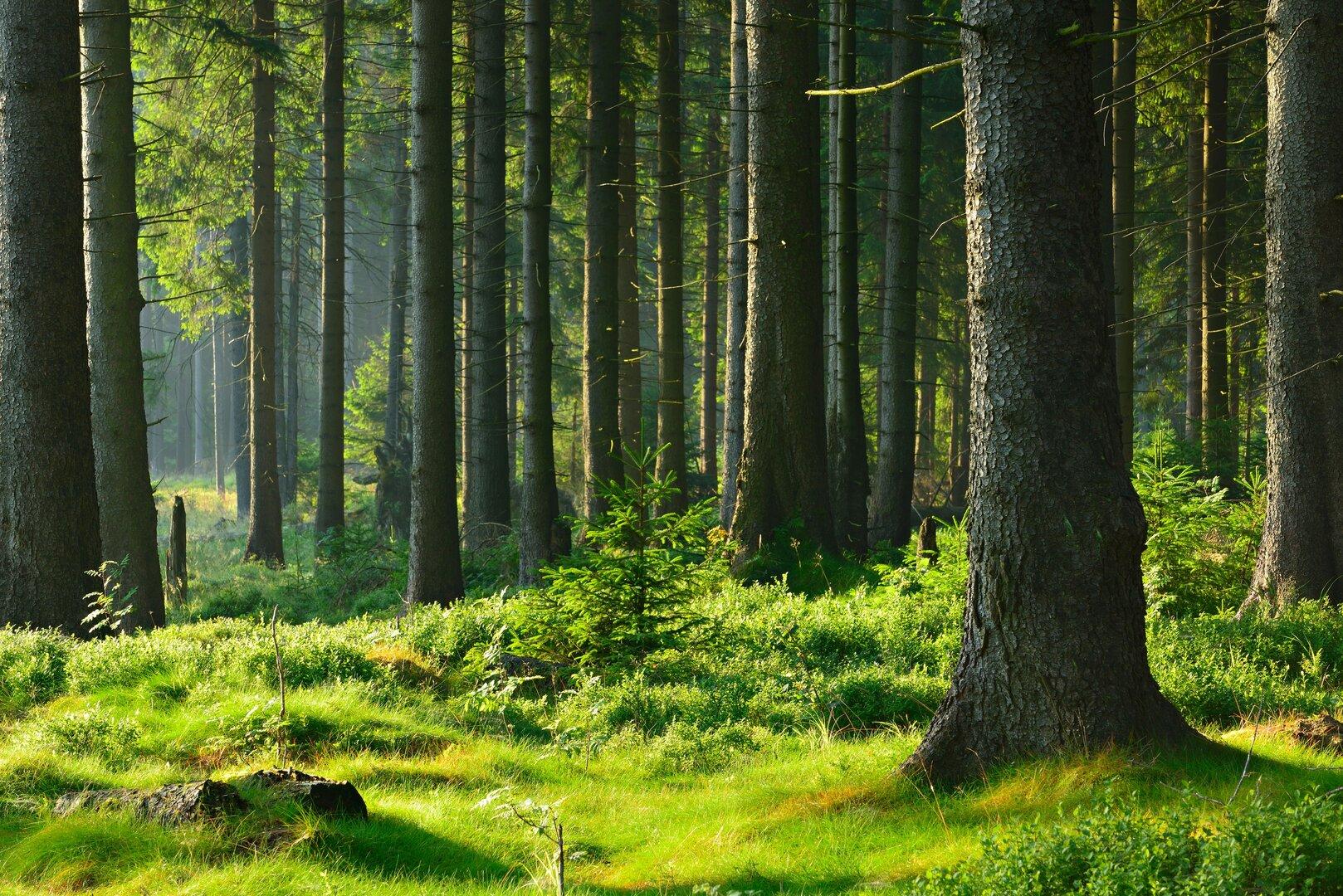 Waldkauf als Investment: Was es kostet, ein Stück Natur zu besitzen