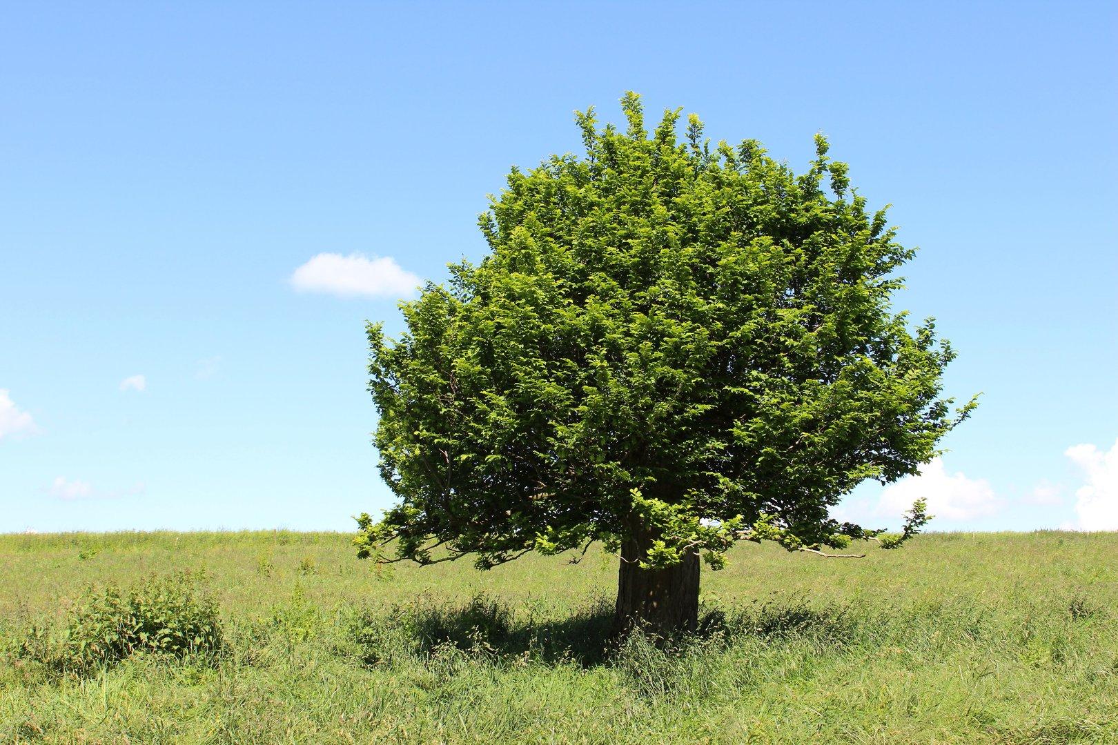 Welcher Baum passt in den eigenen Garten? | immo.kurier.at