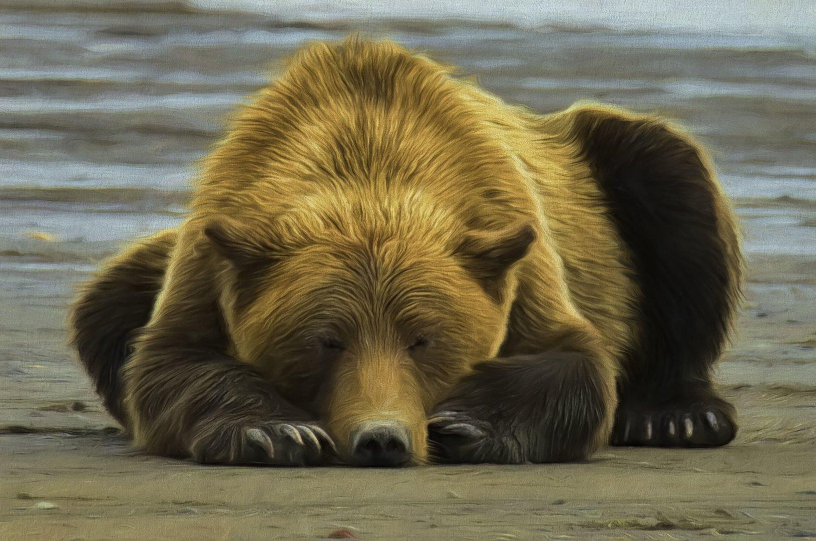 Grizzly Bear Sleeping on the Beach