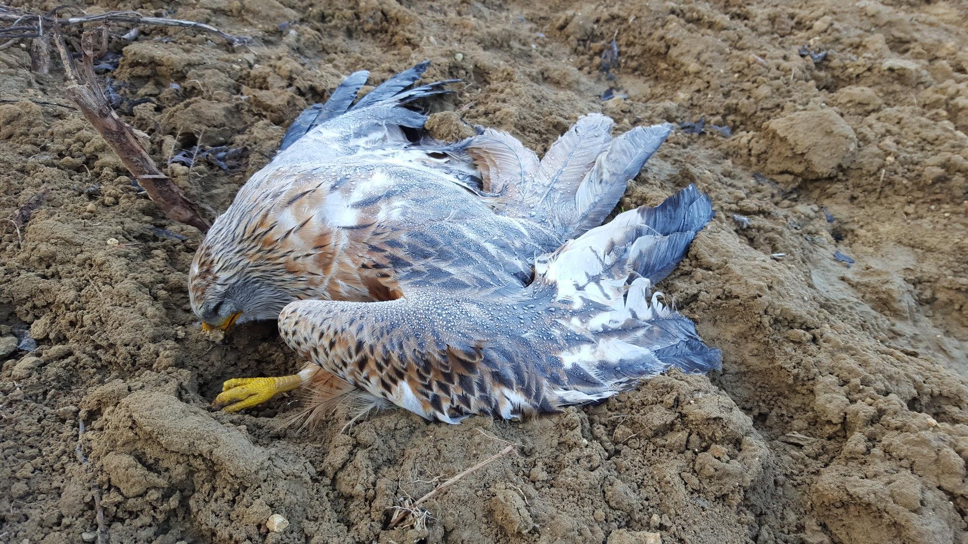 Greifvögel getötet: Illegales Nervengift gefunden