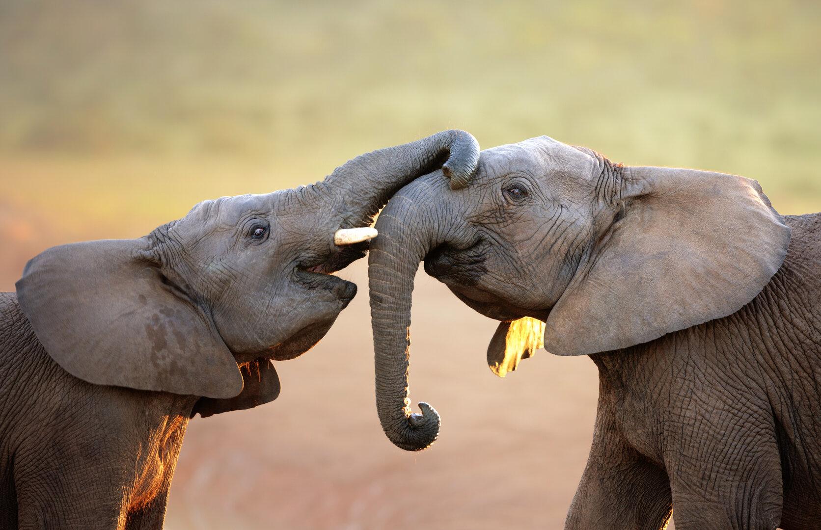 Elefantenbullen kommunizieren mehr, als bisher angenommen