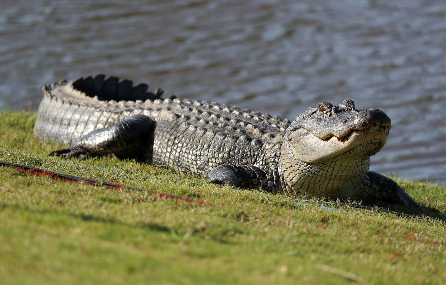 Männer füttern Alligator mit Bier: Festnahme