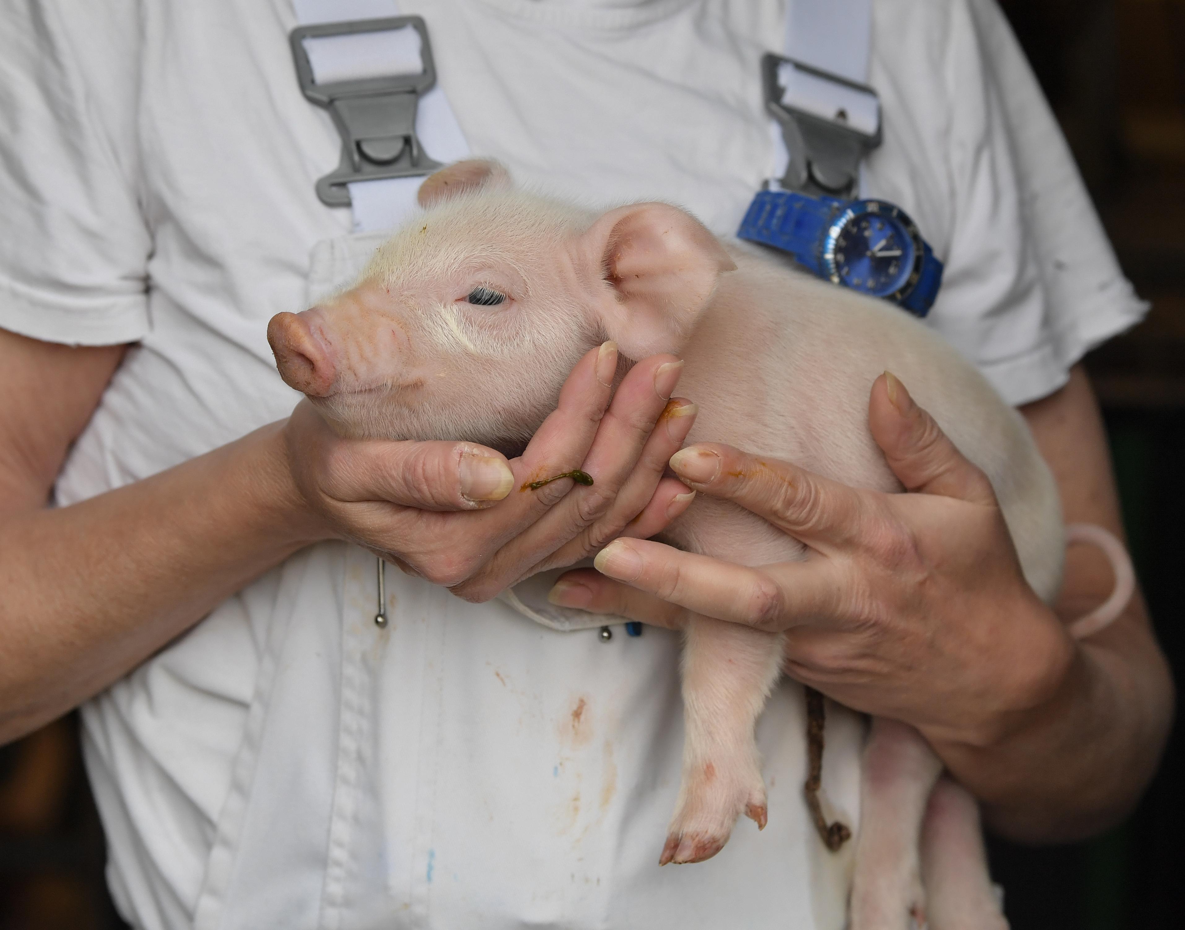 Schweinepest: China blockt Exporte aus Deutschland
