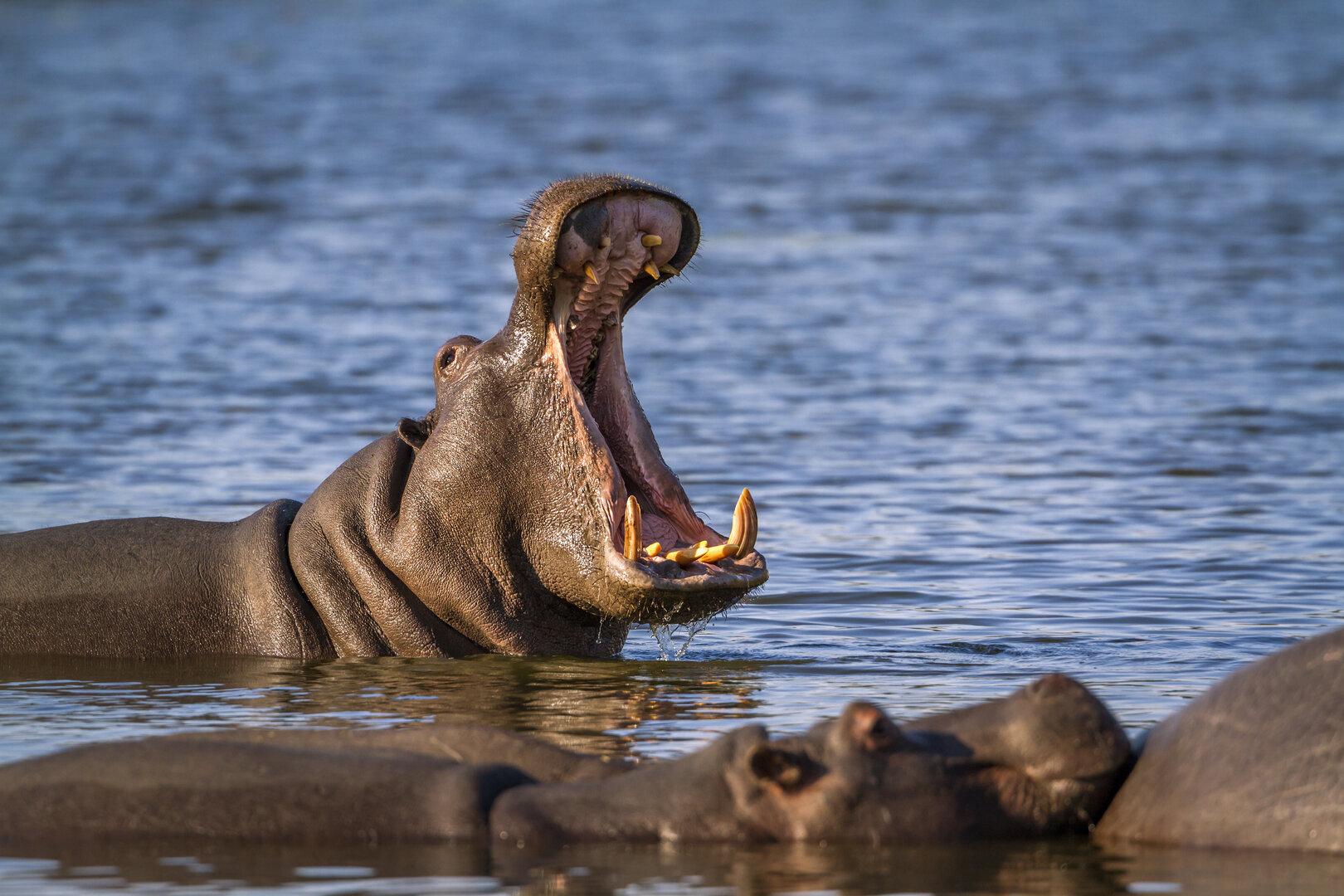 Frau wird wegen "Nilpferd-Verwandlung" der Hexerei beschuldigt
