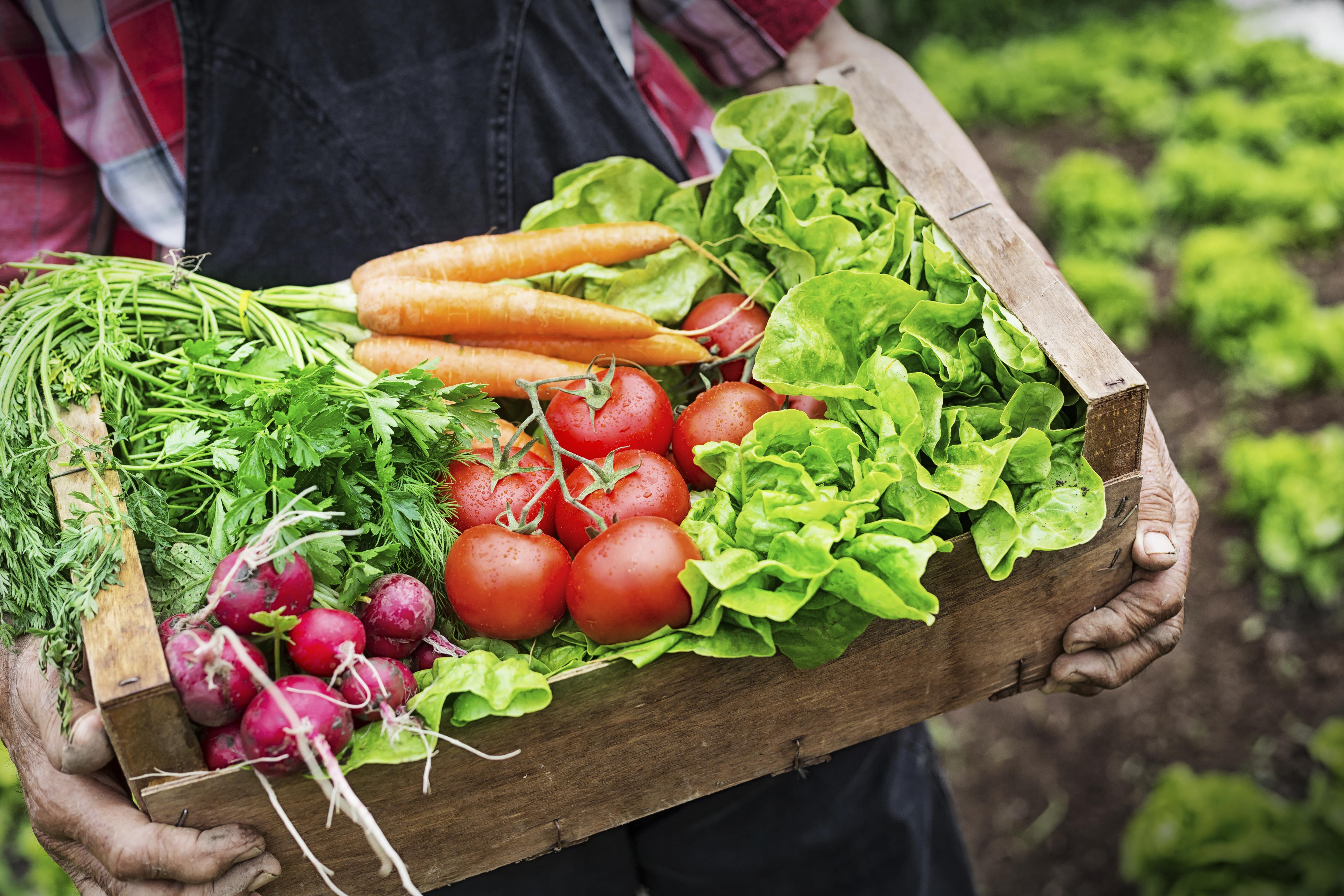 Цена фермерских овощей. Овощи и фрукты с огорода. Свежие овощи и зелень. Овощи на огороде. Экологически чистые овощи.