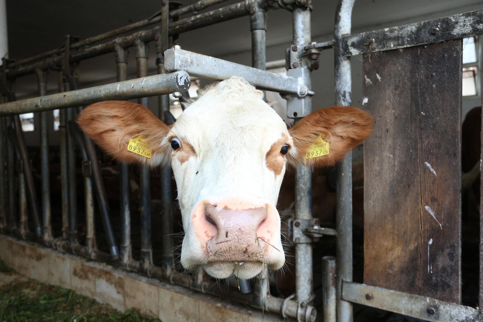 Vierter Fall von Vogelgrippe in den USA nach Kontakt mit Milchkühen
