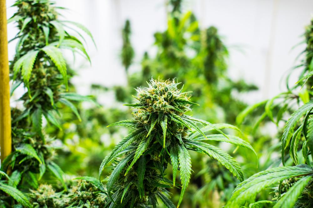 256 Cannabispflanzen in Wiener Wohnung gefunden