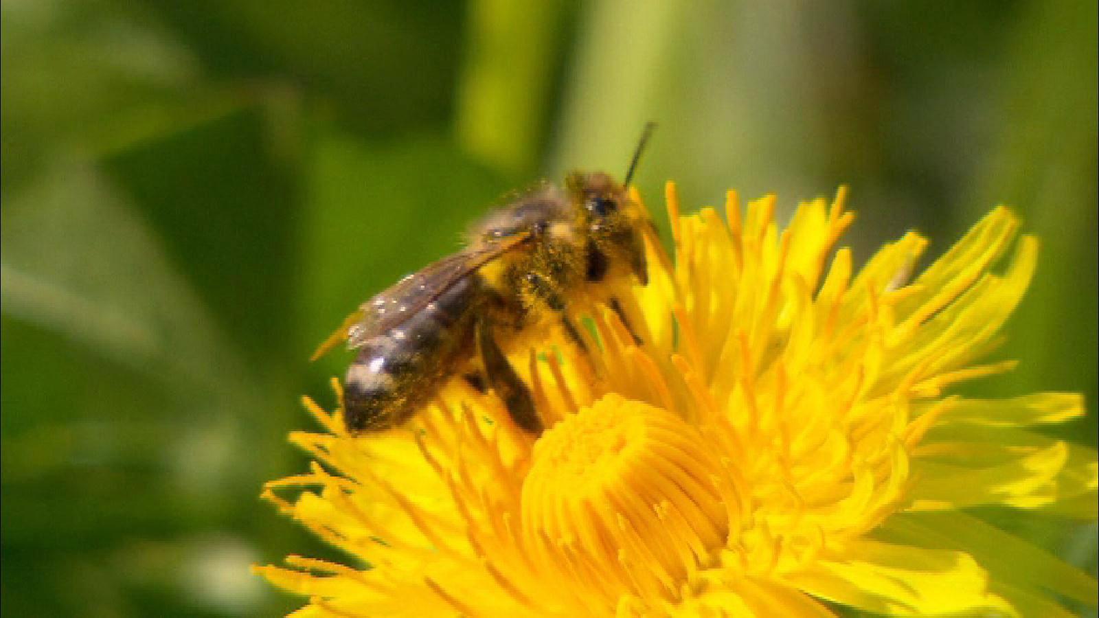 Schmerz und Schwellung: Was bei Bienenstichen hilft