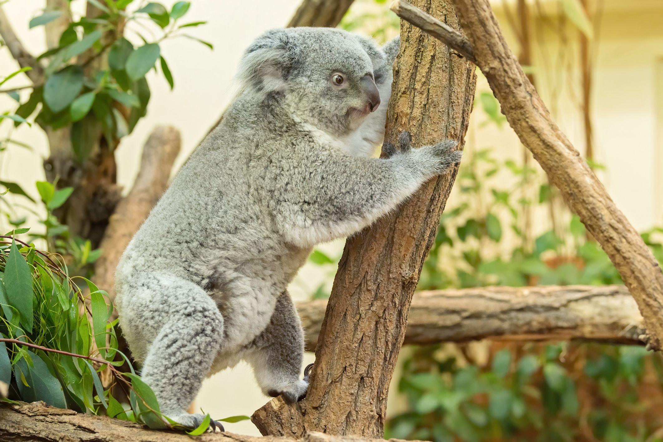 Tiergarten Schönbrunn: Erstes Foto von Koala-Baby geknipst