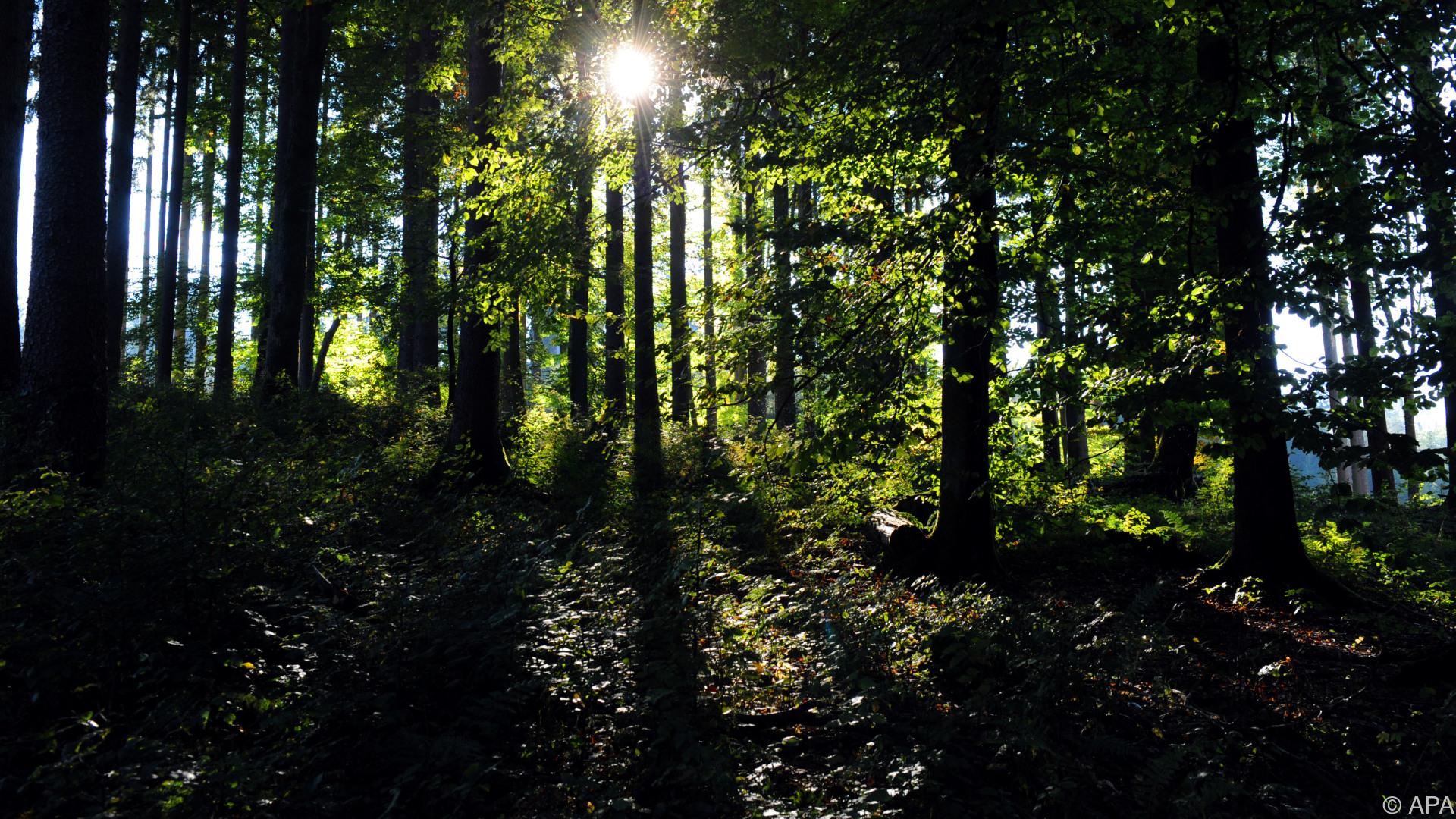 Tödlicher Forstunfall in NÖ: Gemeinde trauert um 74-Jährigen