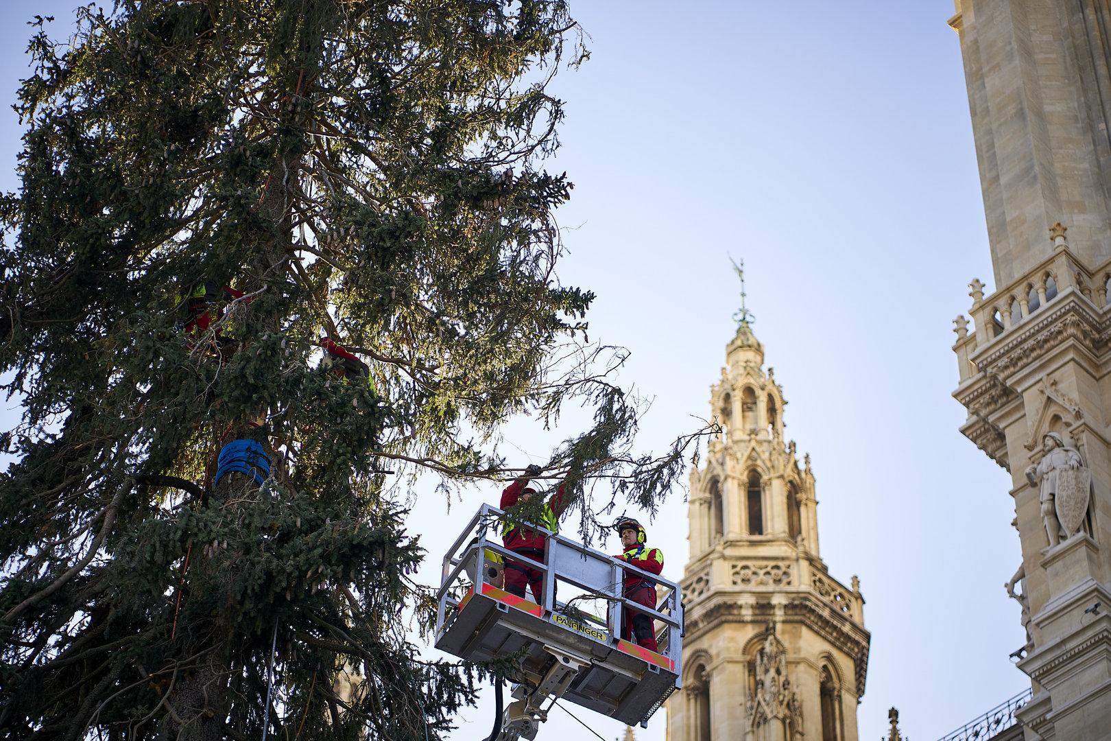 Wiener Rathausplatz: Der Chrisbaum bekommt eine Schönheitskur