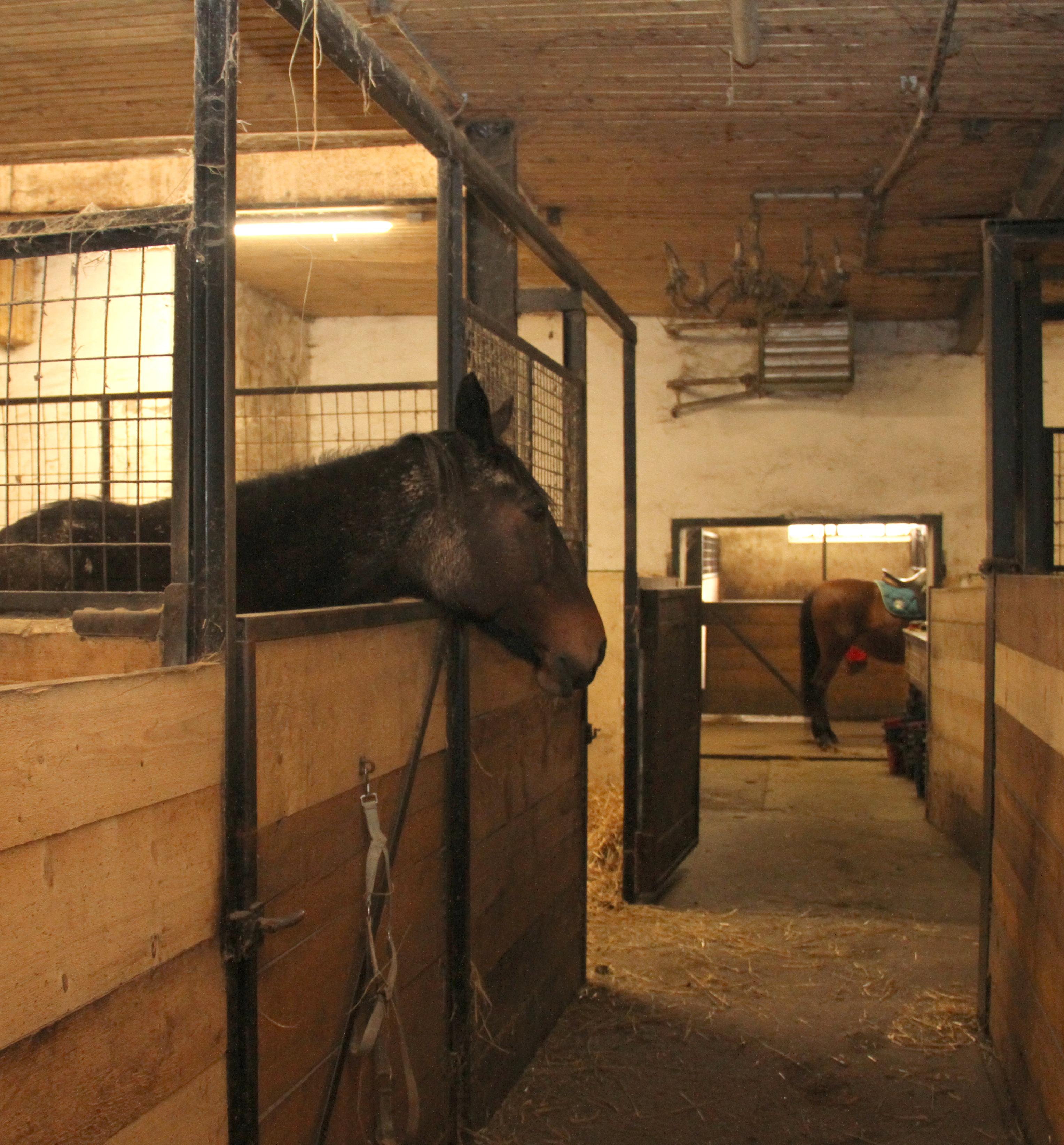 Kmet v Avstriji utrpel hude poškodbe obraza zaradi udarca konja