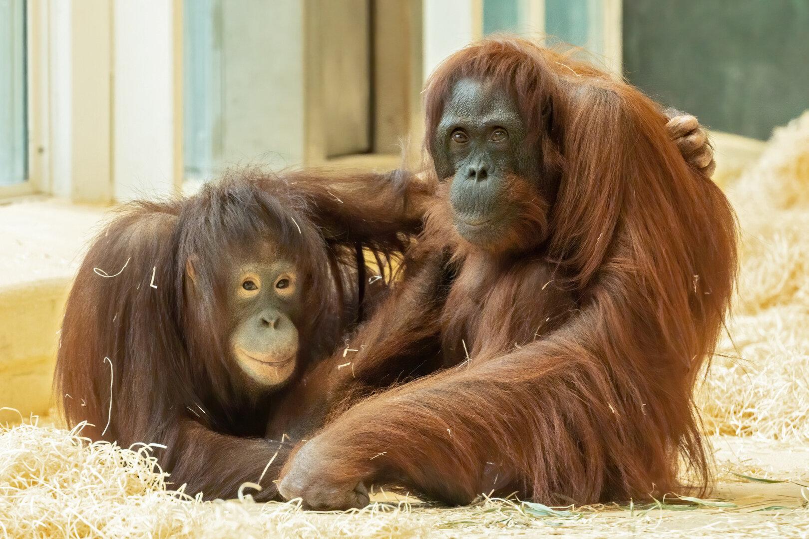 V živalskem vrtu Schönbrunn evtanazirali orangutanko Mota