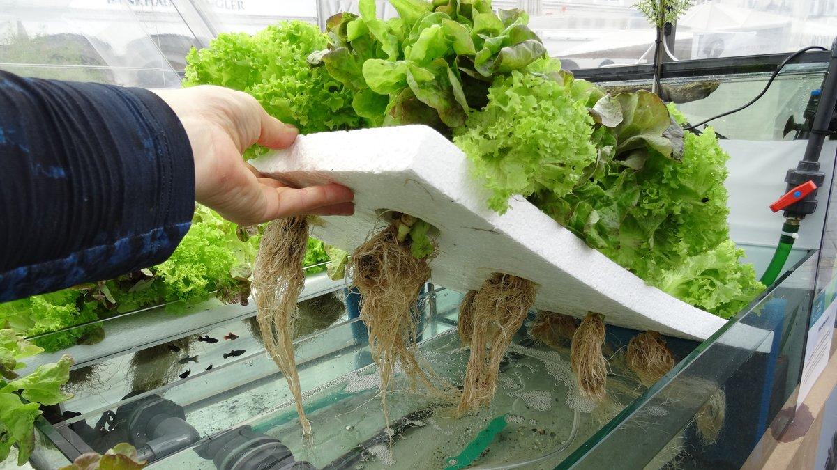 aquaponic: gurken aus dem aquarium kurier.at