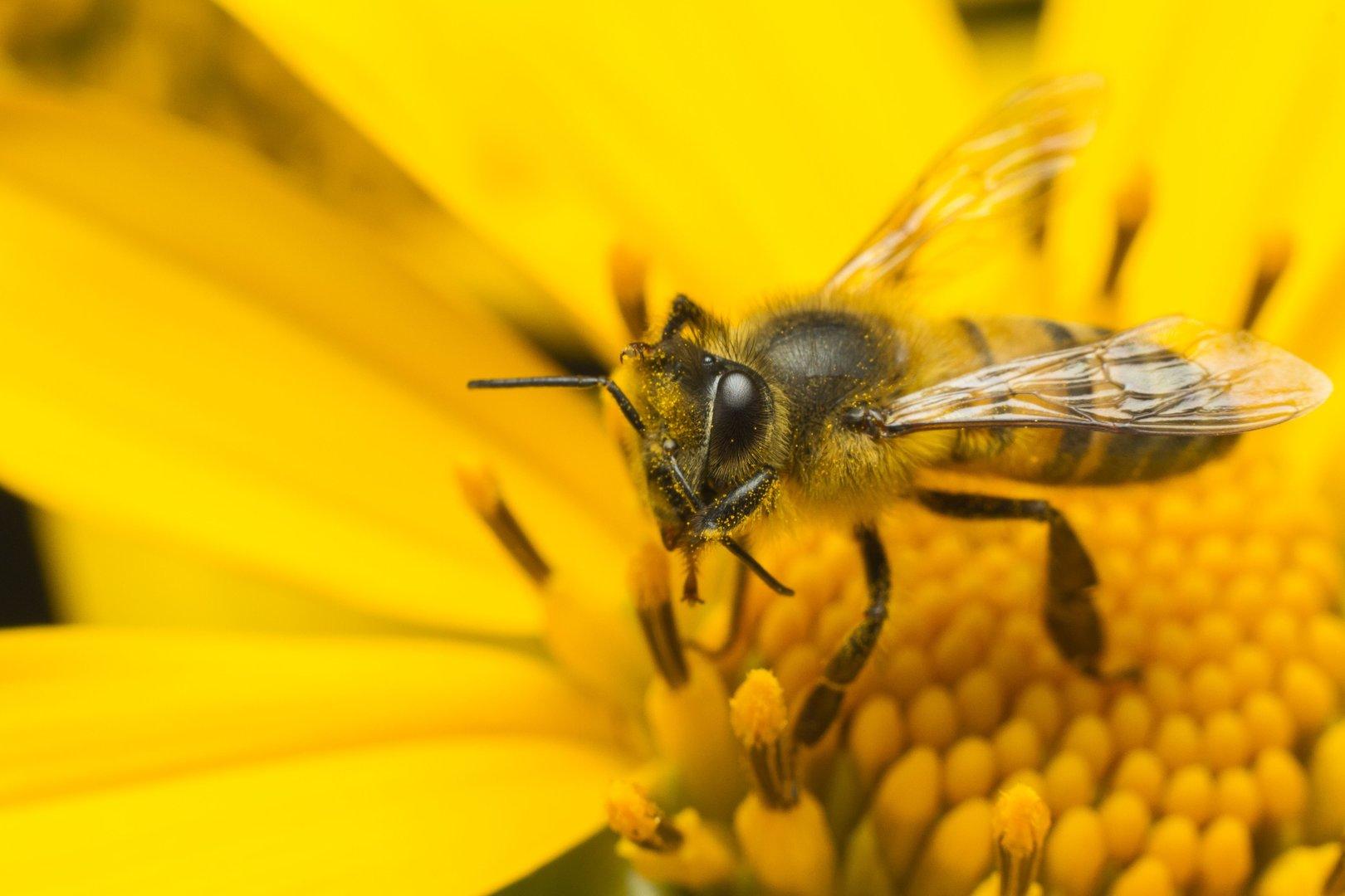 Wann Bienen ihre Arbeit an Fledermäuse abgeben