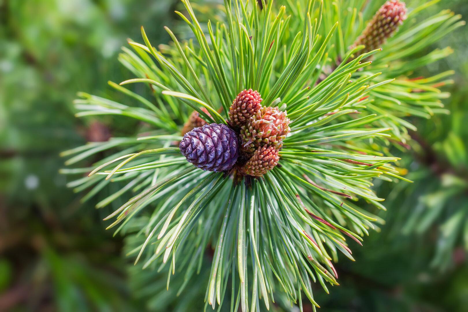 Top of mountain pine branch with cone and young shoots