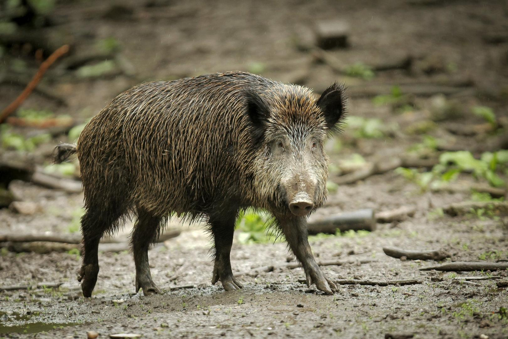 Burgenland will Wildschwein-Population auf ein Drittel reduzieren