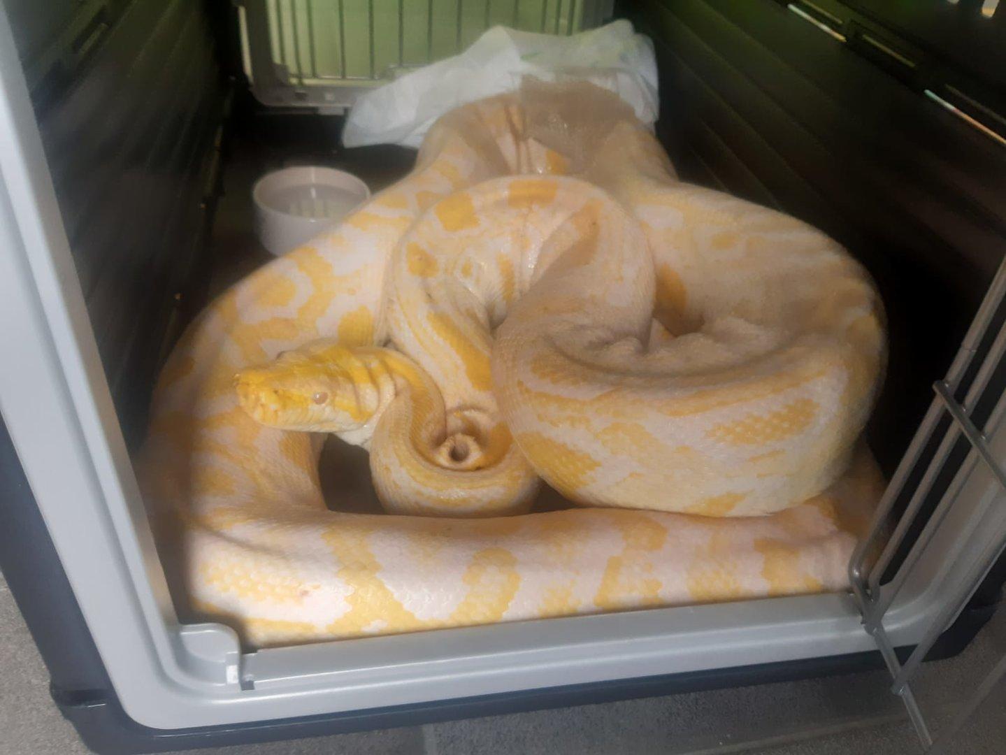 Tierschutzombudsstelle fordert einen Schlangen-Führerschein