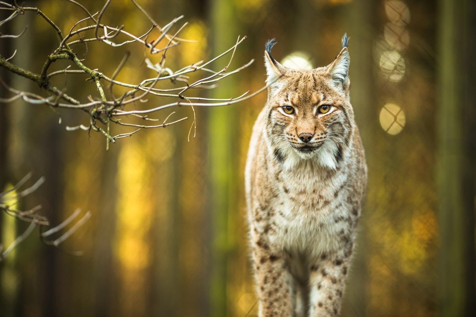 Luchs-Trail im Ötschergebiet um zwei Tagesetappen verlängert